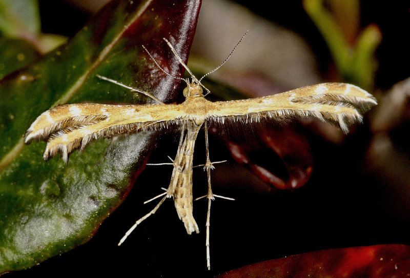 Lepidotteri dalla Sardegna